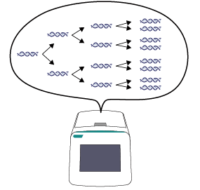 染色体增幅 (PCR法)