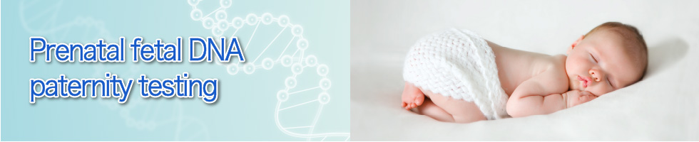 Prenatal fetal DNA paternity testing