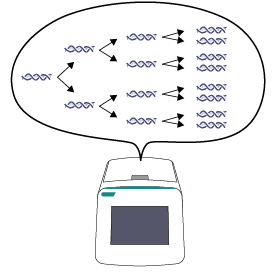 PCR法で染色体を解析（NGS）